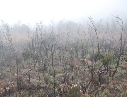 Fire on the Rongai Route